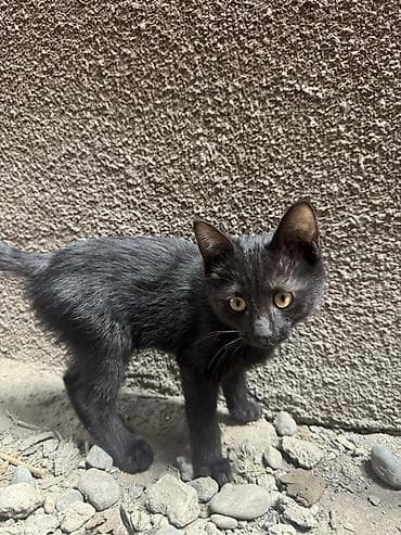 🐾 Ищу дом для трёх маленьких пушистиков ❤️ У нас дома появились три — 4