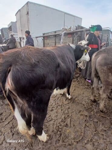 LDV: Сатам | Уй (ургаачы) | Аргын | Көбөйтүү үчүн | Бооз — 2