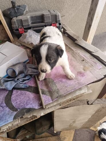 хаски щенок: Отдам щенят в добрые руки, щенкам 2 месяца, Отличные спутники и — 4