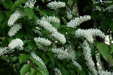 malina.kg продажа малины оптом в бишкеке новопокровка фото: Пррдаю Черемуху Грея — 1