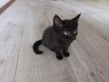 scottish fold: Отдам котят в добрые руки. К лотку приучены. телефон — 3