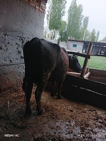 куры в токмоке: Продаю | Корова (самка) | Для разведения | Привязанные — 2