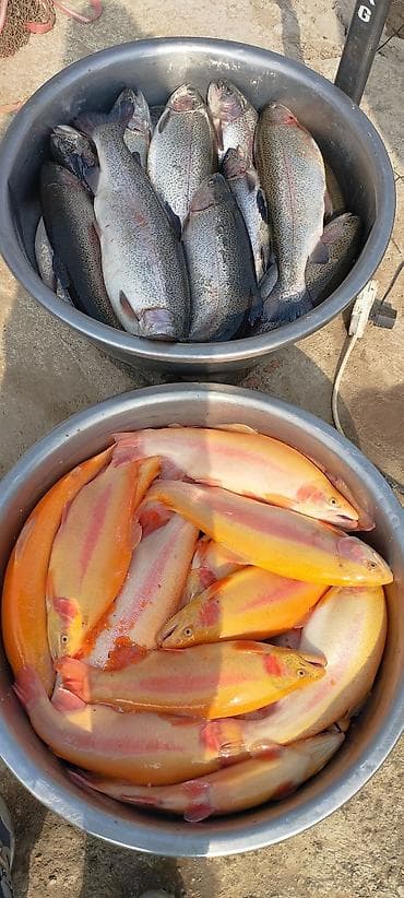 Свежая радужная форель и золотая (альбинос) Янтарная форель Только