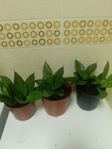 Сансевиерия карликовая (Sansevieria ‘Hahnii’) в горшках. 3 шт-500 сом