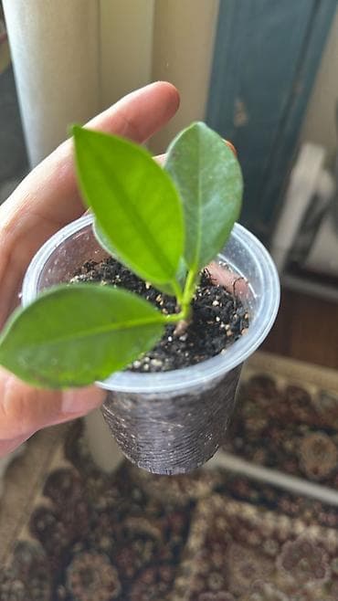 комнатные растения бишкек: Комнатные растения в горшках и укоренённые черенки. В набор входят: - — 4