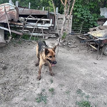 купит корги: Собака даром: Овчарка, 2 года, Самка — 6