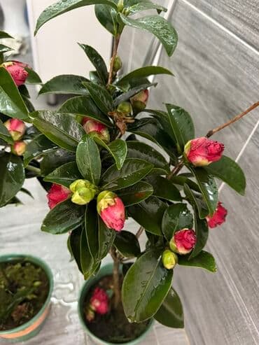 мобильный теплый пол бишкек: Саженцы цветка — 1