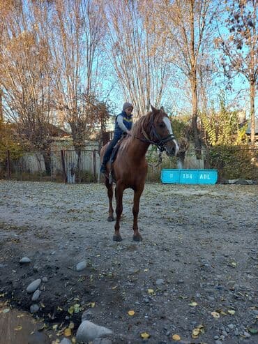 куда можно отдать кошку в бишкеке: Продаю | Жеребец | Дончак | Для разведения — 8