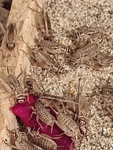 Зоотовары: ПРОДАЮ ЖИВЫХ СВЕРЧКОВ. ЧЕГИРТКЕЛЕР САТЫЛАТ. ПРОДАЮ ЖИВЫХ СВЕРЧКОВ — 6