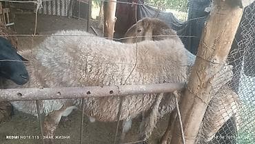 ит аты: Сатам | Ургаачы кой (ургаачы) | Аргын | Көбөйтүү үчүн | Ургаачы — 8