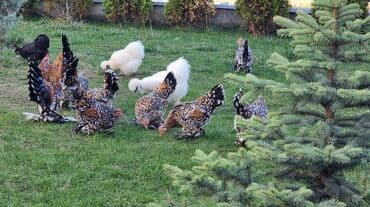 Услуги ветеринара: Продаю | Куры, Петух — 4