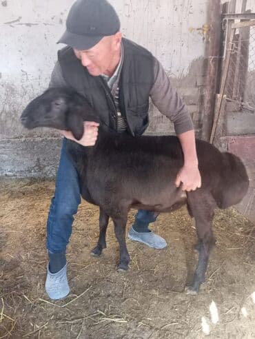 кролик декоративный: Продаю | Баран (самец) | Для разведения | Племенные — 2