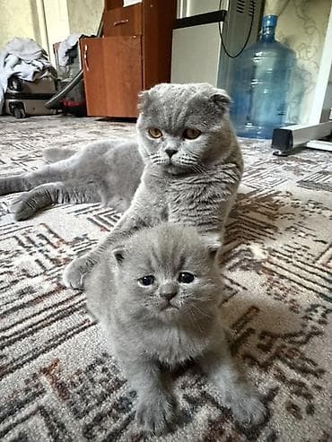 Продажа кошек: Шотландские котята,(страйт и скотиш фолд) окрас голубой (blue). Отец — 2
