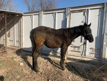 корм для домашних животных: Продаю | Жеребенок | Рабочий — 11