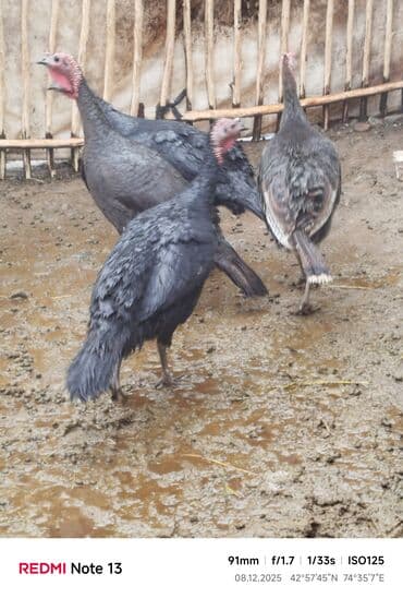 сколько стоит бенгальская кошка: Продаю | Индюк (самец) | Черный принц | Для разведения — 9