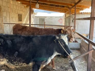 боксер собака купить: Продаю | Бык (самец) | На откорм | Племенные — 3