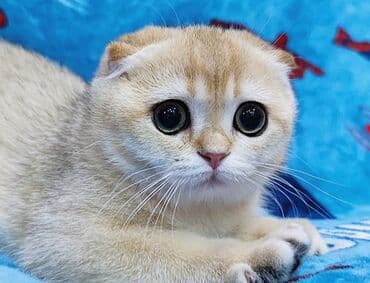 буудай сатылат: Скотиш Фолд (Шотландиялык шалпаң кулак), 3 айлык, Ургаачы, Алтын шиншилла — 1