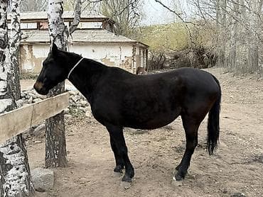 као мани сколько стоит: Продаю | Кобыла (самка), Конь (самец), Жеребец | Для разведения, Конный спорт — 10