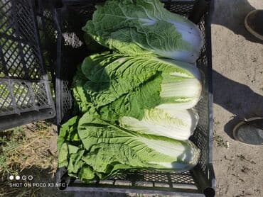 Таңгактоо товарлары: Көк чөптөр жана микро жашылчалар, Дүңүнөн, Акылуу жеткирүү — 5