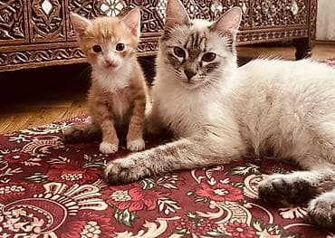 Животные: Котёнок, 7 недель, в добрые руки. - Активный, игривый, ласковый — 2
