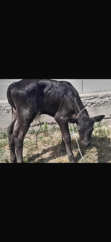 бык симентал: Продаю | Музоо, торпок | На откорм | Привязанные — 3