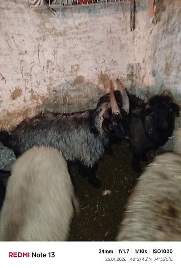 козы гулаби: Продаю | Козёл (самец) | Для разведения | Осеменитель — 4