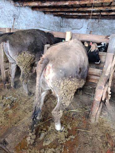 бука уйлар: Продаю | Корова (самка), Тёлка | Полукровка | На забой | Привязанные — 6
