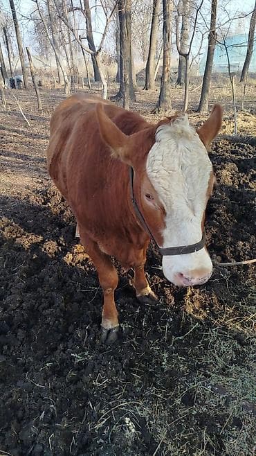 красная степная: Продаю | Корова (самка) | Симментальская | Для разведения | Привязанные — 2
