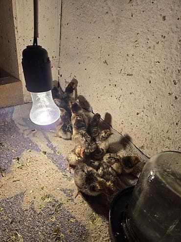 кохинхин карликовый: Продаю | Куры | Для разведения — 7