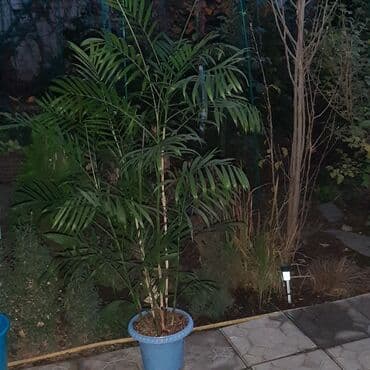 Комнатные растения в горшках: 1) Хамедорея (бамбуковая пальма) в