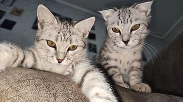 scottish fold: Кошки породы шотландская веслоузая . Кот и кошка. - характер — 7