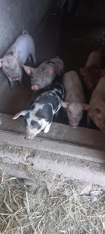 для зерна: Продаю | Поросенок | На забой — 5