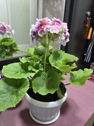 вьющие розы: Подарочные горшечные растения — примула акаулис (Primula acaulis) с — 3