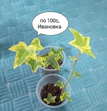 искуственный мох: Комнатные растения в горшочках: - Бегония вечноцветущая махровая — — 2