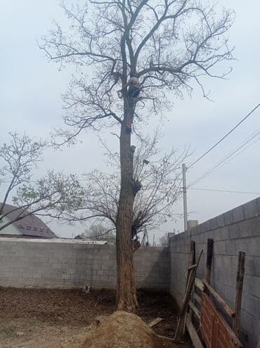 цены на строительные работы в бишкеке 2022: Услуги арбориста обследование дерева и экспертная оценка его — 7