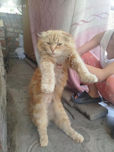 Животные: Отдам кошку в хорошие руки,кошка чужая осталась с домом,который мы — 2