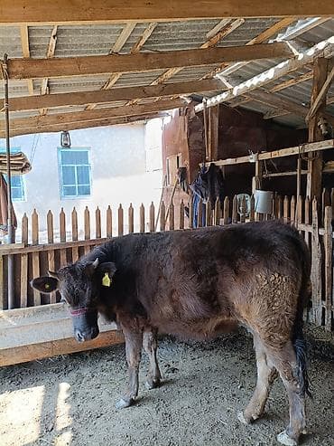 теленок бык: Продаю | Тёлка | На откорм | Привязанные — 1