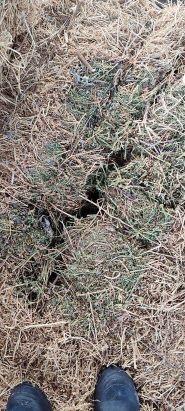 ары ящик: Тюки первый курс, сухие,зелёные и с молодого клевера. 400с за тюк без — 3