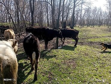 Уйлар, букалар: Сатам | Бука (эркек) | Бордоп семиртүү үчүн — 1