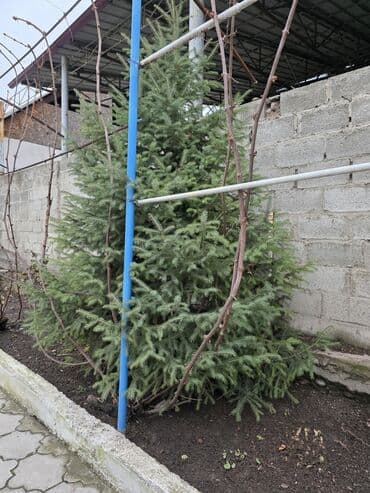 все для капельного полива: Саженцы деревьев: Ели — 2