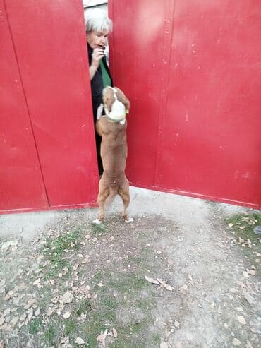 Вязка собак: Собака даром: Питбуль, 2 года, Самка — 4