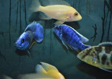 сколько стоит сиамская кошка в сомах: Продаю крупных цихлид (взрослые, от 16 см) : 1. Золотистый Леопард 2 — 4