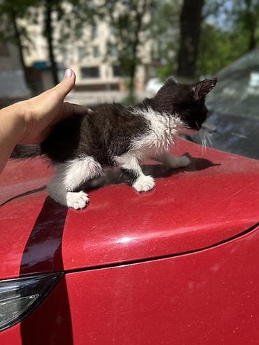 Отдам даром кошку: Отдам в хорошиеи добрые руки бесплатно Котёнона- мальчик окрас — 3