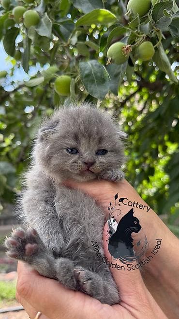 милая кошка: Скотиш Фолд (Шотландская вислоухая), 1 месяц, Девочка, Голубой, Приучена к лотку, Проглистована, С документами — 2