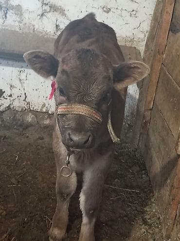 Продаю | Музоо, торпок | Для разведения