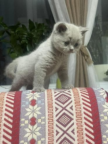котятя: Британские короткошёрстные котята, окрас лиловый. Девочки. Приучены к — 6