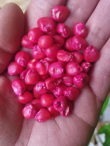 сладкий кукуруз: Сапаттуу жугору уруктар 🌽🌽🌽келишим баада тазалыгына жана чыгышына — 2