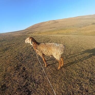 продам козу дойную: Продаю | Ягненок | Для разведения | Племенные — 2