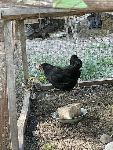 комбикорм для бройлера: Продаю | Куры | Домашняя | Несушки — 3