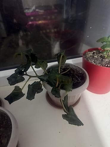 Комнатные растения в горшках - Каланхоэ (несколько экземпляров)